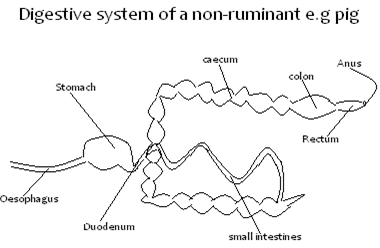 digestive system of a non-ruminant.PNG