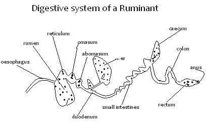 digestive system of a ruminant.PNG