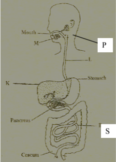 bio F1 ET3 2122 Q12