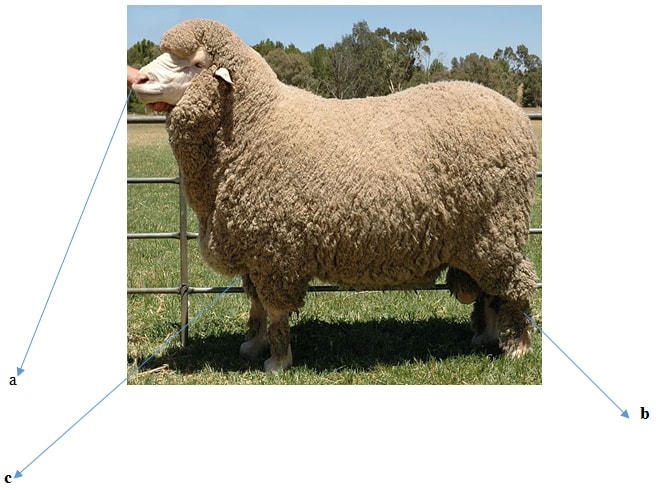 Picture of a sheep breed