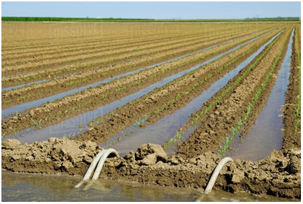Picture of irrigation method