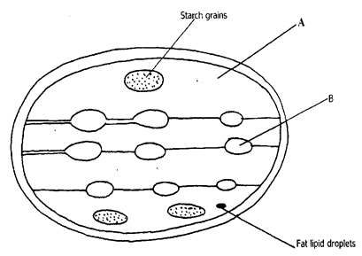 Starch grain