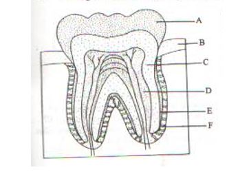 Mammalian Tooth