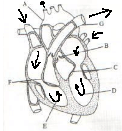 The diagram below show the internal structure of a mammalian heart ...