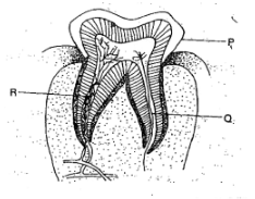 F2 Bio Q1 MT2 2021