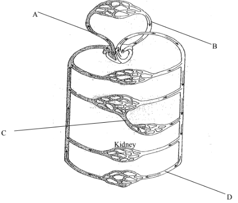 F2 Bio Q2 MT2 2021