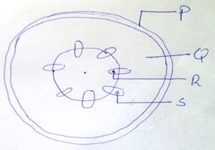 Diagram of cross section of a dicotyledonous plant