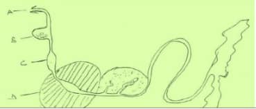 AGRI PP2 F3 MT2 Q21