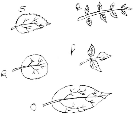 diagram of leaves. for dichotomous key