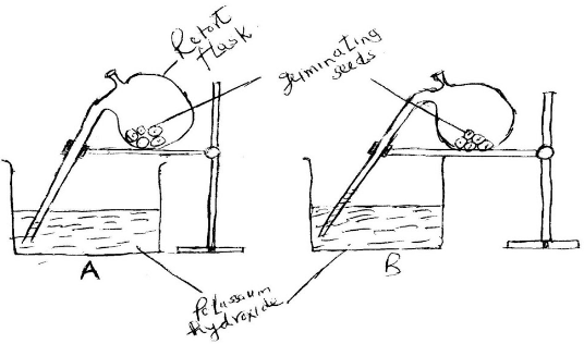 diagram on germinating pea seeds