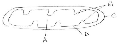 diagram representing cell organelle