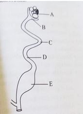 diagram showing reproductive system of a hen