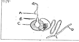 digestive system diagram