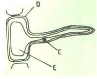 F3ET1PP1BBioQ16