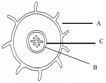 F3ET1Pp1bioQ11