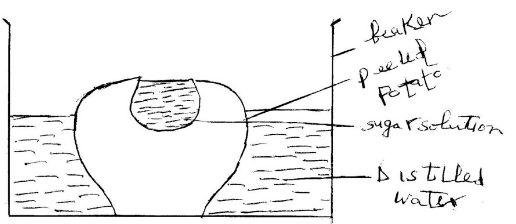 experiment on physiological processes