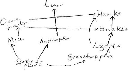 flow chart of a food web