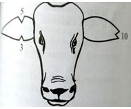 how to identify an animal no. 18