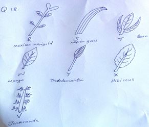 studying plant leaves