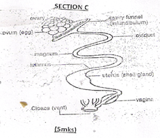 processing formation in a hen