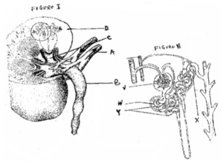 bio p3qn2fm3