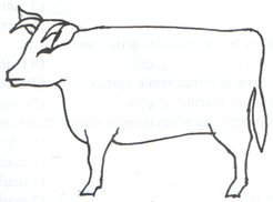external cow features