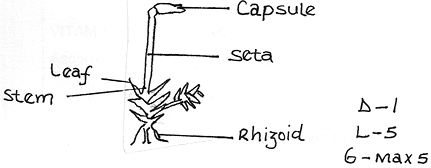Diagram of specimen