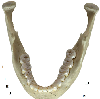 photo of adult human jaw