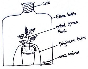 Experiment on autotropism in green plants