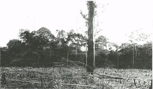 forestry photograph