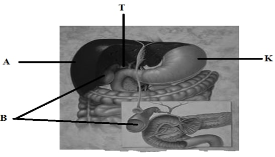 Photo of mammalian digestive system and associated organs