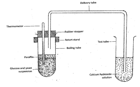 Set up showing biological process with yeast and glucose solution