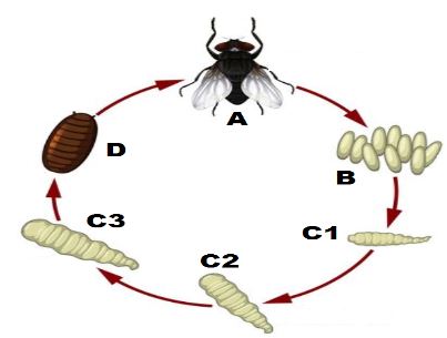 BioForm4ET122p3q3d