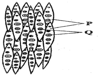 Bio PP2 Q5 JPM