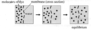 KCSE 2017 Bio PP1 Q11