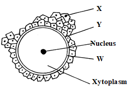 moma bio PP1 Q24 diagram