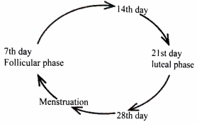 Huma menstrual cycle