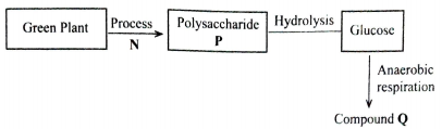 biological process in a green plant