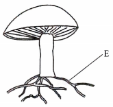 mushroom diagram