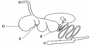 Digestive system of livestock