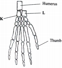 pentadactyl limb diagram