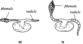 geotropism.PNG