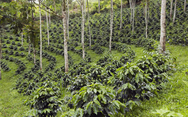 Advantages and disadvantages of agroforestry