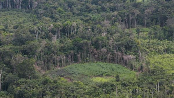 shifting cultivation