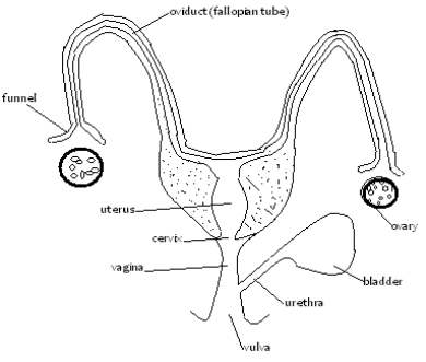 reproductive system of a cow
