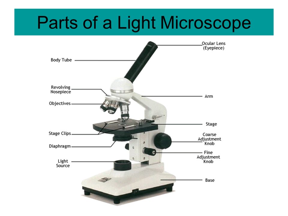 Parts of a Light Microscope Biology Form 1 Notes