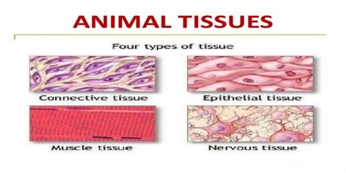 animal tissues