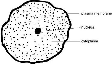 animal cell under light microscope form 1 notes