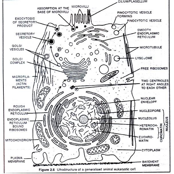 animal electron microscope Form 1 Biology