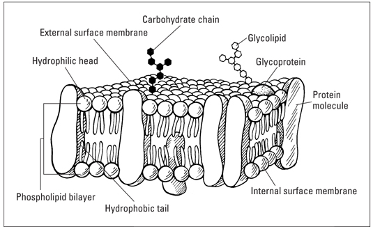 cellmembranestructure